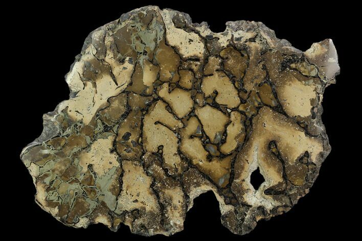 Pyritized, Polished Sauropod Bone - Isle Of Wight #129267